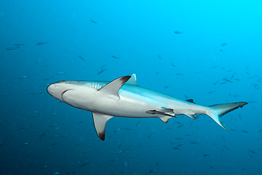 Grey Reef Shark, Carcharhinus amblyrhynchos, South Male Atoll, Maldives