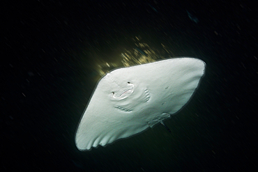 Pink Whipray at Night, Pateobatis fai, Felidhu Atoll, Maldives