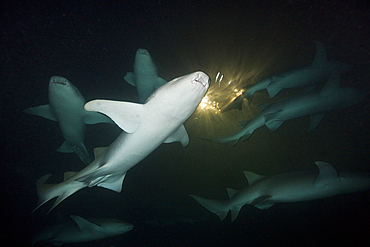 Group of Nurse Shark at Night, Nebrius ferrugineus, Felidhu Atoll, Maldives