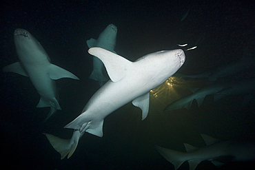 Group of Nurse Shark at Night, Nebrius ferrugineus, Felidhu Atoll, Maldives