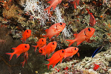 Blotcheye Soldierfish, Myripristis murdjan, Felidhu Atoll, Maldives