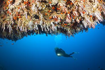 Scuba Diver exploring Overhang, Felidhu Atoll, Maldives