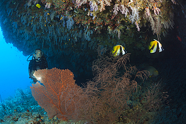 Scuba Diver exploring Overhang, Felidhu Atoll, Maldives