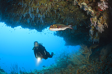 Scuba Diver exploring Overhang, Felidhu Atoll, Maldives