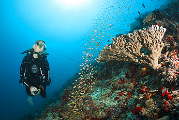 Scuba Diver on Coral Reef, Felidhu Atoll, Maldives