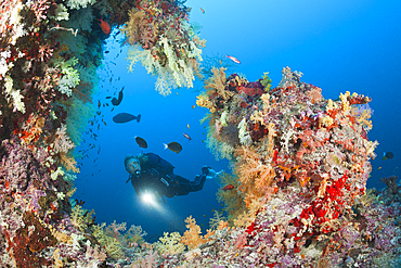 Scuba Diver on Coral Reef, Felidhu Atoll, Maldives