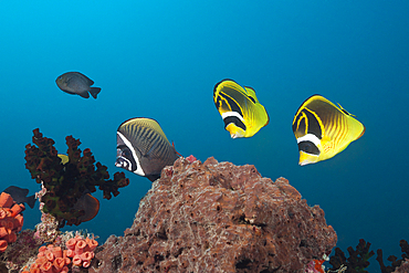 Racoon Butterflyfish, Chaetodon lunula, Felidhu Atoll, Maldives