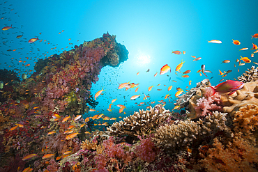 Colored Coral Reef, South Male Atoll, Maldives