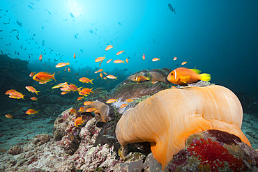 Maldive Anemonefish, Amphiprion nigripes, South Male Atoll, Maldives