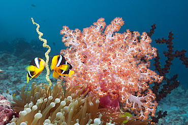 Clarks Anemonefish, Amphiprion clarkii, South Male Atoll, Maldives