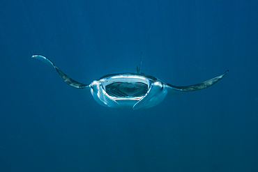 Reef Manta, Manta alfredi, North Male Atoll, Maldives