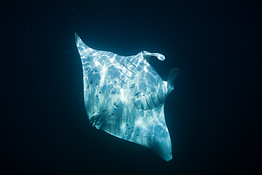 Reef Manta, Manta alfredi, North Male Atoll, Maldives