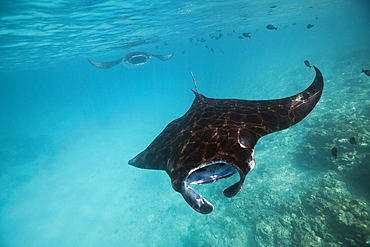 Reef Manta, Manta alfredi, South Male Atoll, Maldives