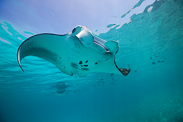 Reef Manta, Manta alfredi, South Male Atoll, Maldives