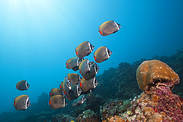 Shoal of Redtail Butterflyfish, Chaetodon collare, South Male Atoll, Maldives