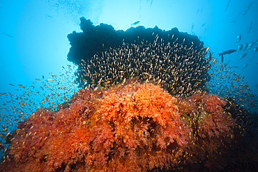 Colored Coral Reef, South Male Atoll, Maldives