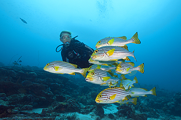 Shoal of Oriental Sweetlips, Plectorhinchus vittatus, North Male Atoll, Maldives