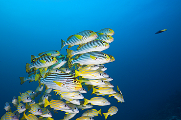 Shoal of Oriental Sweetlips, Plectorhinchus vittatus, North Male Atoll, Maldives