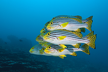 Shoal of Oriental Sweetlips, Plectorhinchus vittatus, North Male Atoll, Maldives