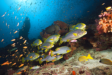 Shoal of Oriental Sweetlips, Plectorhinchus vittatus, South Male Atoll, Maldives