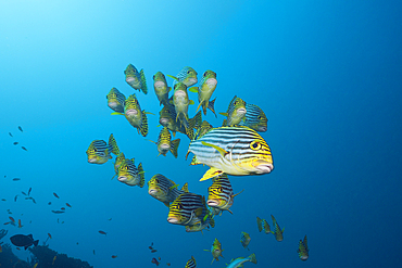 Shoal of Oriental Sweetlips, Plectorhinchus vittatus, South Male Atoll, Maldives