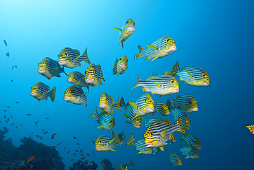 Shoal of Oriental Sweetlips, Plectorhinchus vittatus, South Male Atoll, Maldives