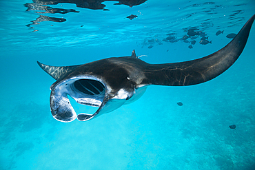 Reef Manta, Manta alfredi, Felidhu Atoll, Maldives