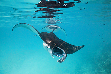 Reef Manta, Manta alfredi, Felidhu Atoll, Maldives