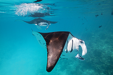 Reef Manta, Manta alfredi, Felidhu Atoll, Maldives