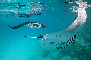 Reef Manta, Manta alfredi, Felidhu Atoll, Maldives