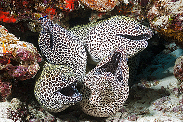 Group of Honeycomb Moray, Gymnothorax favagineus, North Male Atoll, Maldives