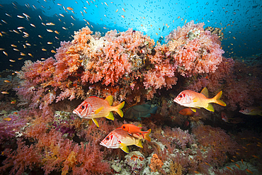 Longjaweed Squirrelfish in Coral Reef, Sargocentron spiniferum, Felidhu Atoll, Maldives