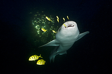 Nurse Shark at Night, Nebrius ferrugineus, Felidhu Atoll, Maldives