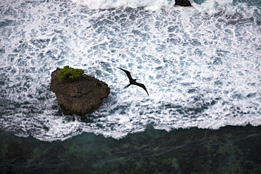 Christmas Frigatebird, Fregata andrewsi, Christmas Island, Australia