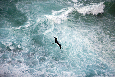 Christmas Frigatebird, Fregata andrewsi, Christmas Island, Australia