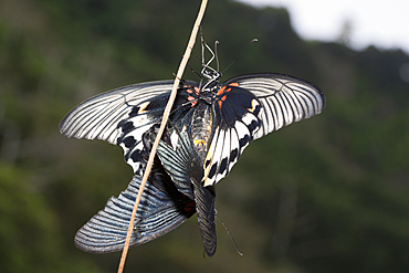 Great Mormon Butterflies mating, Papilio memnon javanus, Christmas Island, Australia