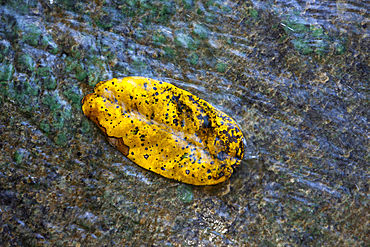 Leaf at Hughs Dale Waterfall, Christmas Island, Australia