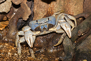 Christmas Island Blue Crab, Discoplax celeste, Christmas Island, Australia