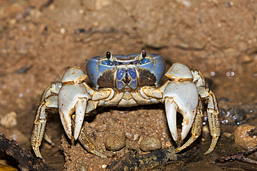 Christmas Island Blue Crab, Discoplax celeste, Christmas Island, Australia