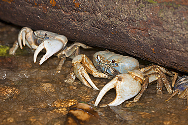 Christmas Island Blue Crab, Discoplax celeste, Christmas Island, Australia