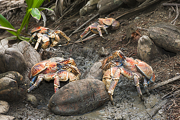 Group of Robber Crab, Birgus latro, Christmas Island, Australia