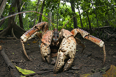 Robber Crab, Birgus latro, Christmas Island, Australia