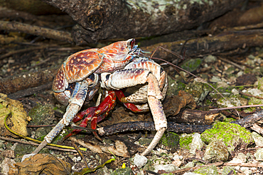 Robber Crab feeding on Christmas Island Red Crab, Birgus latro, Christmas Island, Australia