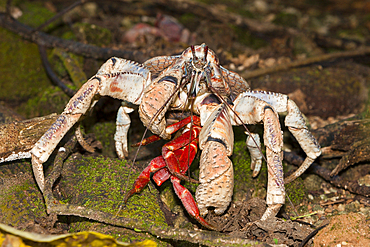 Robber Crab feeding on Christmas Island Red Crab, Birgus latro, Christmas Island, Australia