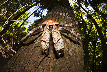 Robber Crab, Birgus latro, Christmas Island, Australia