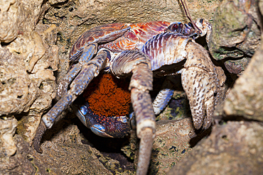 Robber Crab carries Eggs, Birgus latro, Christmas Island, Australia