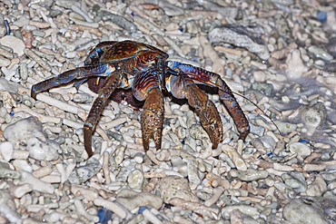 Robber Crab release eggs into ocean, Birgus latro, Christmas Island, Australia