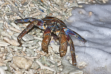 Robber Crab release eggs into ocean, Birgus latro, Christmas Island, Australia