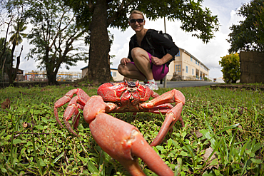 Tourist observes Christmas Island Red Crab, Gecarcoidea natalis, Christmas Island, Australia