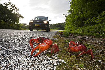 Christmas Island Red Crab crosses Road, Gecarcoidea natalis, Christmas Island, Australia